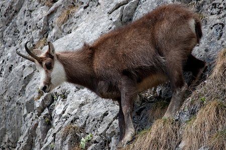 Mountain goat (chamois) in natural mountain environment Stock Photo - Budget Royalty-Free & Subscription, Code: 400-05361239