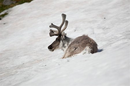 eco travel - Wild reindeer in natural habitat Foto de stock - Super Valor sin royalties y Suscripción, Código: 400-05361255