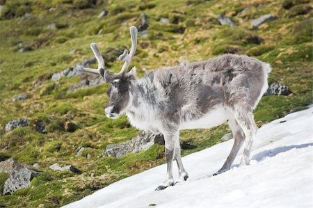 eco travel - Wild reindeer in natural habitat Foto de stock - Super Valor sin royalties y Suscripción, Código: 400-05361257
