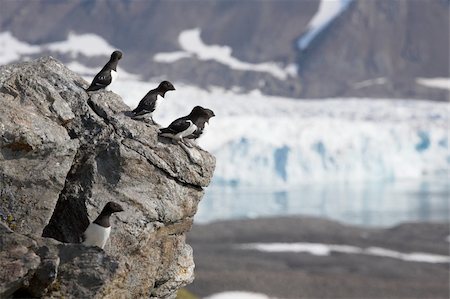Little auks sitting on the rock at the front of a glacier Photographie de stock - Aubaine LD & Abonnement, Code: 400-05361258