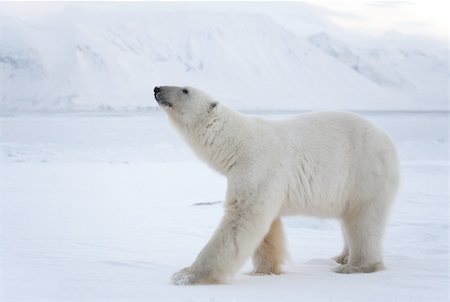 simsearch:400-05361275,k - Polar bear (ursus maritimus) - the King of the Arctic Foto de stock - Super Valor sin royalties y Suscripción, Código: 400-05361253