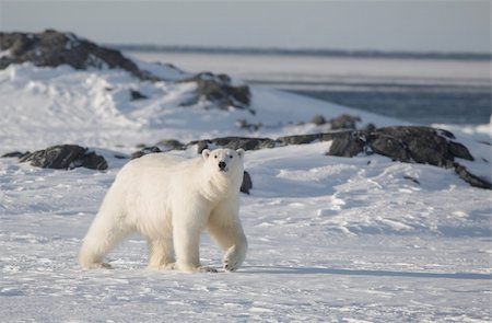 simsearch:400-05361275,k - Polar bear (ursus maritimus) - the King of the Arctic Foto de stock - Super Valor sin royalties y Suscripción, Código: 400-05361275