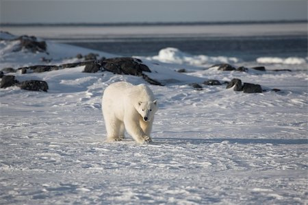 simsearch:400-05361285,k - Polar bear (ursus maritimus) - the King of the Arctic Photographie de stock - Aubaine LD & Abonnement, Code: 400-05361276