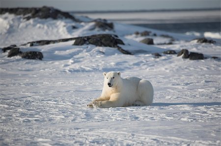 simsearch:400-05361275,k - Polar bear (ursus maritimus) - the King of the Arctic Foto de stock - Super Valor sin royalties y Suscripción, Código: 400-05361277