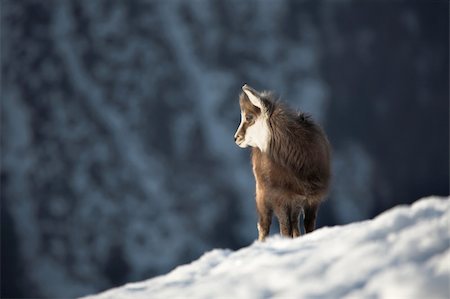 Young chamois alone... Stock Photo - Budget Royalty-Free & Subscription, Code: 400-05361271