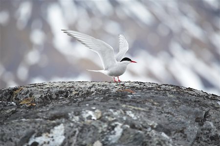 Arctic tern in natural Arctic habitat Stock Photo - Budget Royalty-Free & Subscription, Code: 400-05361286