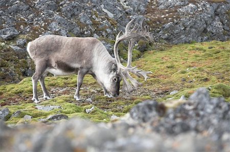 eco travel - Wild Arctic reindeer Foto de stock - Super Valor sin royalties y Suscripción, Código: 400-05361302