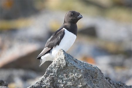 Little auk sitting on the rock Photographie de stock - Aubaine LD & Abonnement, Code: 400-05361326