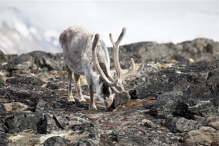 Reindeer in the Arctic Photographie de stock - Aubaine LD & Abonnement, Code: 400-05361349