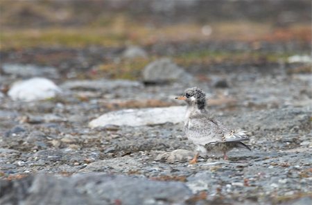 Arctic tern chick Stock Photo - Budget Royalty-Free & Subscription, Code: 400-05361373