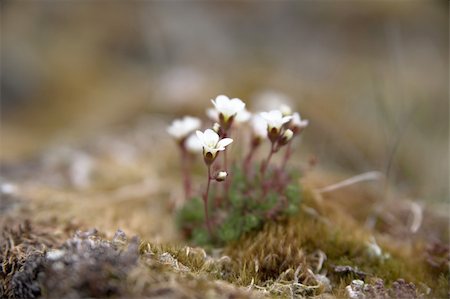 simsearch:400-05361285,k - Arctic tundra flowers (purple saxifraga) Photographie de stock - Aubaine LD & Abonnement, Code: 400-05361390