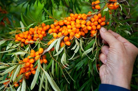 Picking ripe and healthy sea-buckthorn berries Stock Photo - Budget Royalty-Free & Subscription, Code: 400-05361455