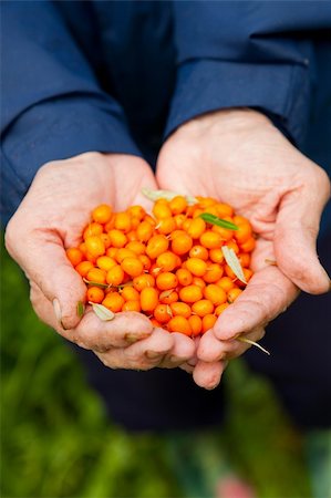 Close-up of hands holding delicious and healthy ripe sea-buckthorn berries Stock Photo - Budget Royalty-Free & Subscription, Code: 400-05361456