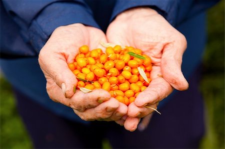 Close-up of hands holding delicious and healthy ripe sea-buckthorn berries Stock Photo - Budget Royalty-Free & Subscription, Code: 400-05361457