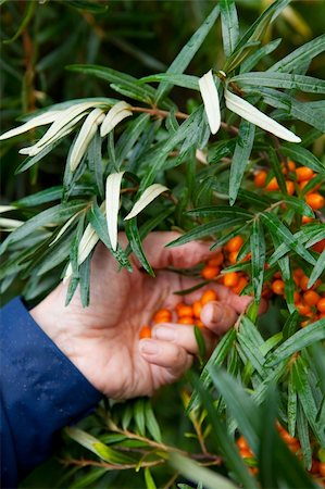 Picking ripe and healthy sea-buckthorn berries Stock Photo - Budget Royalty-Free & Subscription, Code: 400-05361453