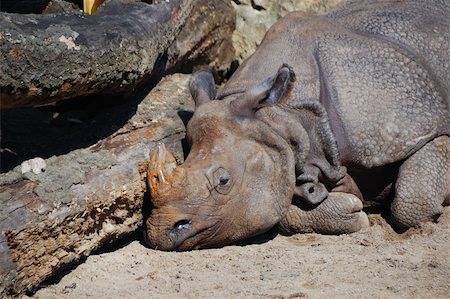 rhino south africa - rhino from the zoo lies and sleeps Stock Photo - Budget Royalty-Free & Subscription, Code: 400-05361599