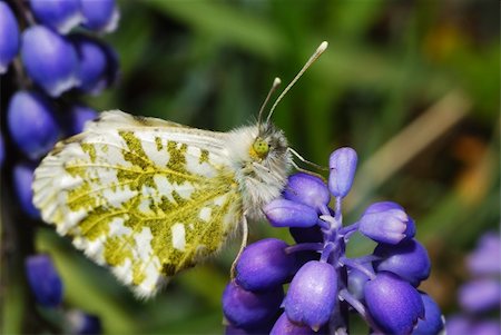 simsearch:400-08402802,k - butterfly sitting on flower in spring Stockbilder - Microstock & Abonnement, Bildnummer: 400-05361590