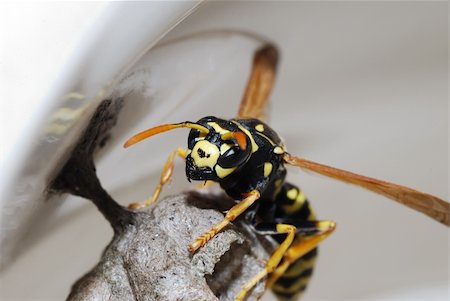 simsearch:400-04909471,k - wasp sits and protects her little nest Photographie de stock - Aubaine LD & Abonnement, Code: 400-05361602