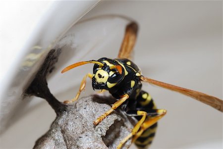 simsearch:400-05383771,k - wasp sits and protects her little nest Stockbilder - Microstock & Abonnement, Bildnummer: 400-05361602