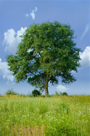 photo of lone tree in the plain - Detached tree in nature on sky background Stock Photo - Budget Royalty-Free & Subscription, Code: 400-05361715