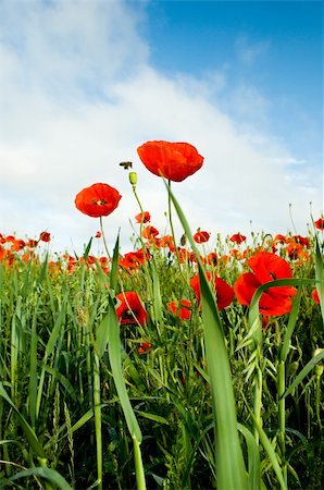 poppies on the horizon - poppies blooming in the wild meadow high in the mountains Stock Photo - Budget Royalty-Free & Subscription, Code: 400-05361717