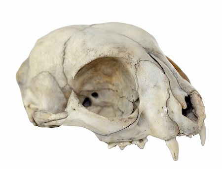 dead cat - Close-up Photo of Cat Skull Isolated on white background (with clipping path) Stock Photo - Budget Royalty-Free & Subscription, Code: 400-05361819