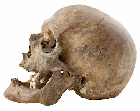 Close-up Photo of Human Skull Isolated on white background (with clipping path) Stock Photo - Budget Royalty-Free & Subscription, Code: 400-05361822