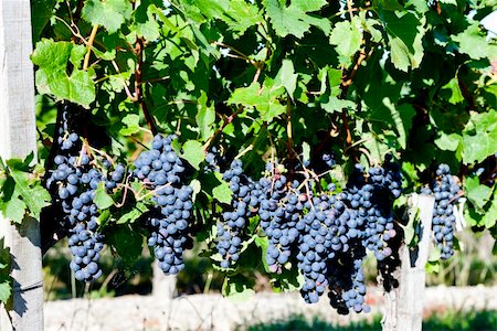 simsearch:400-07300370,k - blue grape in Bordeaux Region, Aquitaine, France Foto de stock - Super Valor sin royalties y Suscripción, Código: 400-05362134