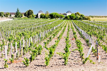 simsearch:400-07095252,k - vineyard and Chateau Calon-Segur, Saint-Estephe, Bordeaux Region, France Fotografie stock - Microstock e Abbonamento, Codice: 400-05362135