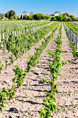 simsearch:400-07095252,k - vineyard and Chateau Calon-Segur, Saint-Estephe, Bordeaux Region, France Fotografie stock - Microstock e Abbonamento, Codice: 400-05362136