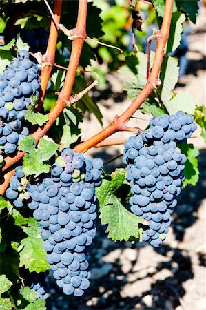 simsearch:400-07300370,k - blue grape in Bordeaux Region, Aquitaine, France Foto de stock - Super Valor sin royalties y Suscripción, Código: 400-05362137