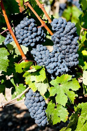 simsearch:400-07300370,k - blue grape in Bordeaux Region, Aquitaine, France Foto de stock - Super Valor sin royalties y Suscripción, Código: 400-05362138