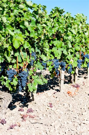 simsearch:400-07300370,k - vineyard with blue grapes in Bordeaux Region, Aquitaine, France Foto de stock - Super Valor sin royalties y Suscripción, Código: 400-05362139