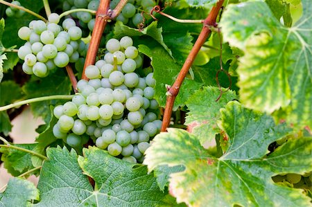 simsearch:400-07300370,k - white grape in Sauternes Region, Aquitaine, France Foto de stock - Super Valor sin royalties y Suscripción, Código: 400-05362140