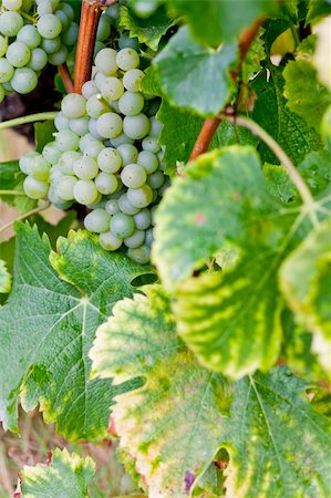 simsearch:400-07300370,k - white grape in Sauternes Region, Aquitaine, France Foto de stock - Super Valor sin royalties y Suscripción, Código: 400-05362141