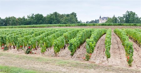 simsearch:400-07095252,k - vineyard, Sauternes Region, France Fotografie stock - Microstock e Abbonamento, Codice: 400-05362142