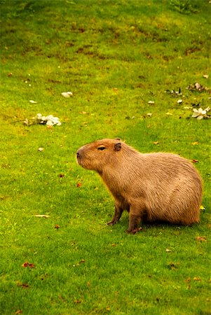 The capybara (Hydrochoerus hydrochaeris ), the largest living rodent in the world. Photographie de stock - Aubaine LD & Abonnement, Code: 400-05362227