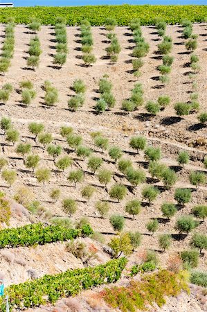 simsearch:400-07095252,k - vineyard and olive trees, Douro Valley, Portugal Fotografie stock - Microstock e Abbonamento, Codice: 400-05362277