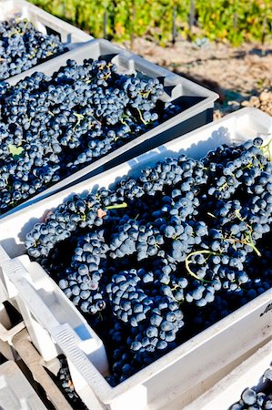 wine harvest, Douro Valley, Portugal Foto de stock - Royalty-Free Super Valor e Assinatura, Número: 400-05362287