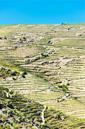 simsearch:400-07095252,k - vineyars in Douro Valley, Portugal Fotografie stock - Microstock e Abbonamento, Codice: 400-05362280