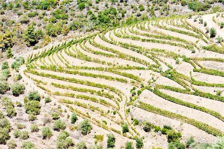 vineyars in Douro Valley, Portugal Foto de stock - Royalty-Free Super Valor e Assinatura, Número: 400-05362282