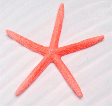 simsearch:400-05279016,k - Summer Background with Red Colored Starfish on Sand. Photographie de stock - Aubaine LD & Abonnement, Code: 400-05362780