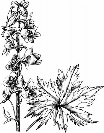 delphinium - Branch of Delphinium elatum isolated on white Fotografie stock - Microstock e Abbonamento, Codice: 400-05362989