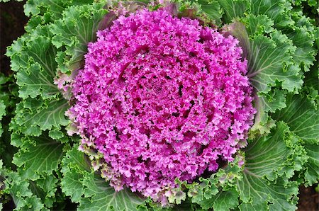 red cabbage or purple cabbage Stock Photo - Budget Royalty-Free & Subscription, Code: 400-05363754