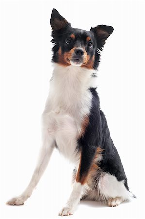 portrait of purebred border collie in front of white background Stock Photo - Budget Royalty-Free & Subscription, Code: 400-05363856