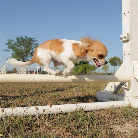 simsearch:400-06881275,k - portrait of a jumping purebred  puppy chihuahua Photographie de stock - Aubaine LD & Abonnement, Code: 400-05363852