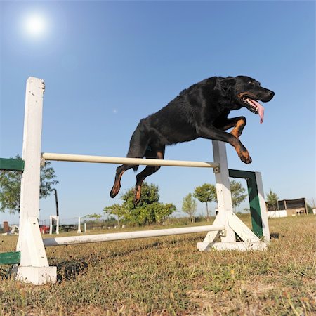 simsearch:400-05887877,k - purebred french shepherd jumping  in a blue sky Photographie de stock - Aubaine LD & Abonnement, Code: 400-05363853