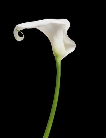 One white Cala Lily isolated on black background Stock Photo - Budget Royalty-Free & Subscription, Code: 400-05374062