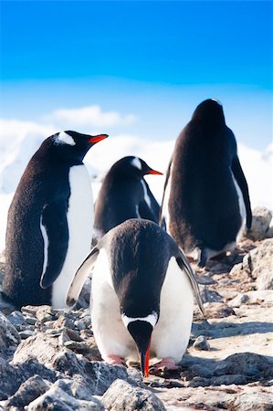 penguins dreaming sitting on a rock, mountains in the background Stock Photo - Budget Royalty-Free & Subscription, Code: 400-05374119