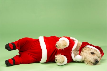 simsearch:693-03303244,k - Samll Dog In Santa Costume Lying Down Photographie de stock - Aubaine LD & Abonnement, Code: 400-05374667